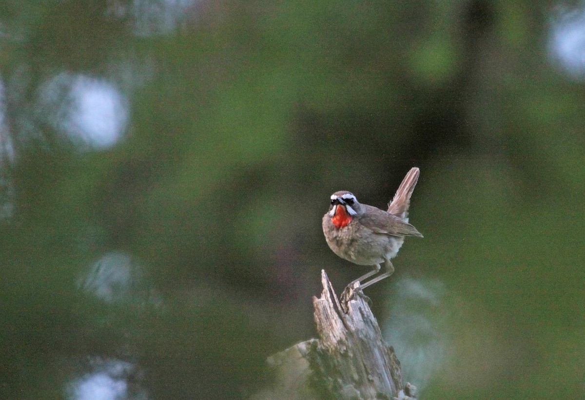 Siberian Rubythroat - ML397193831