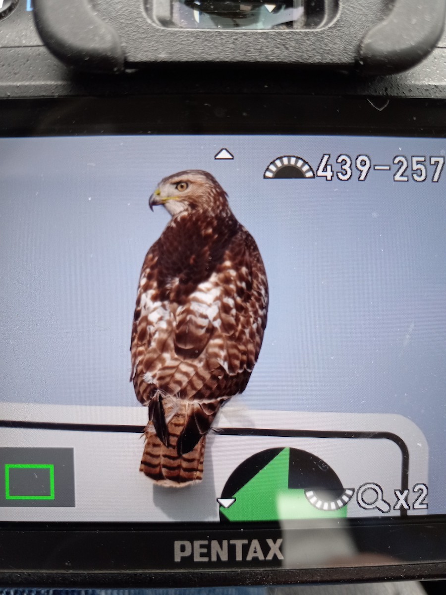 Red-tailed Hawk - ML397194171