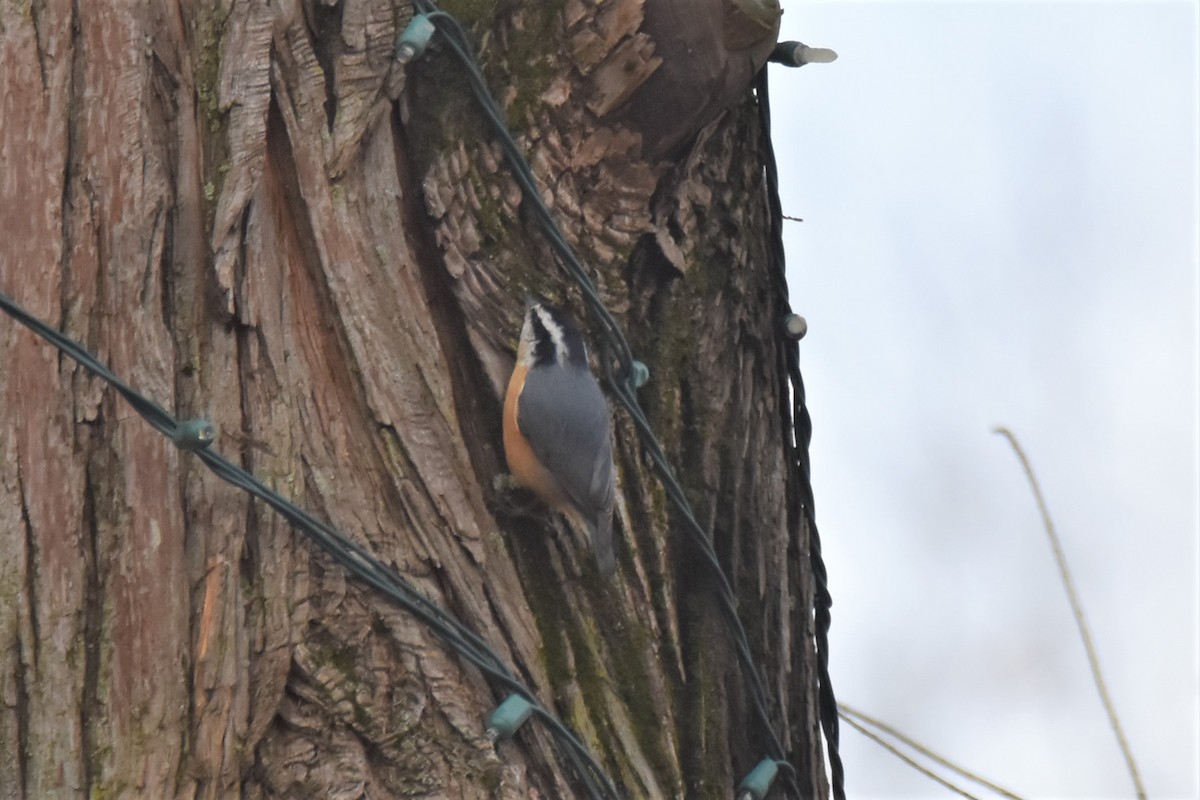 Red-breasted Nuthatch - ML397194691