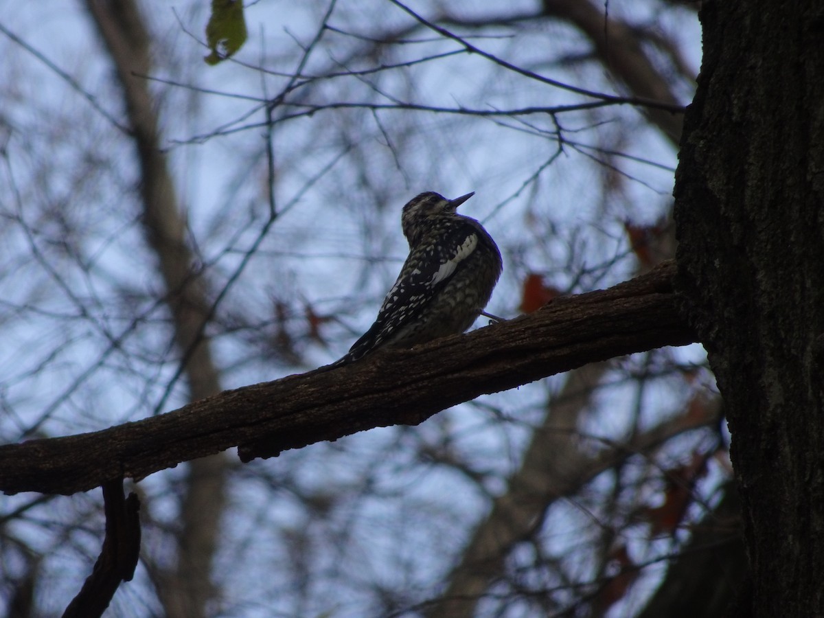 Yellow-bellied Sapsucker - ML397195251