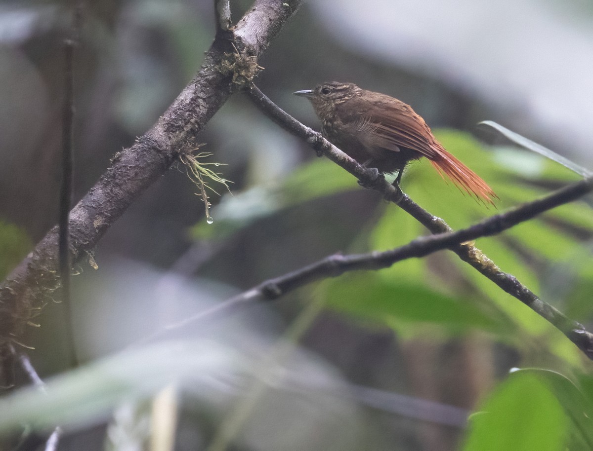 Rusty-winged Barbtail - ML397195311