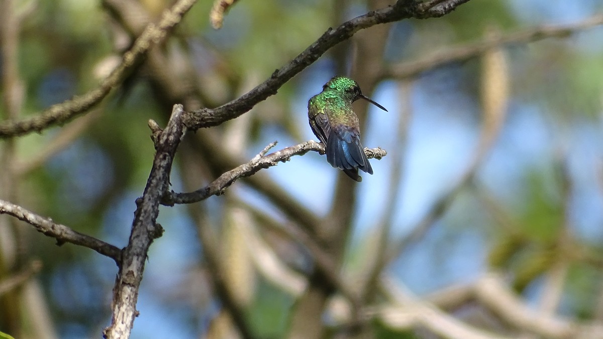 Blue-vented Hummingbird - ML397195831