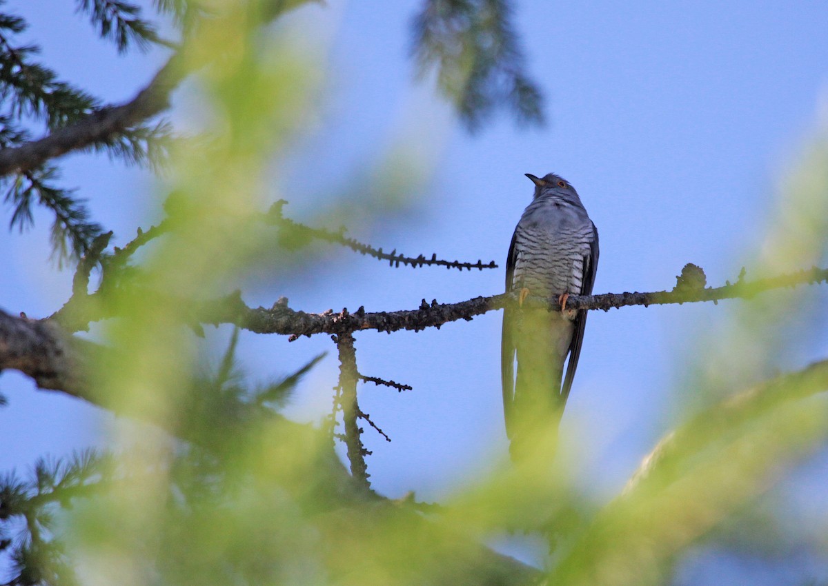 Common Cuckoo - Ricardo Santamaria