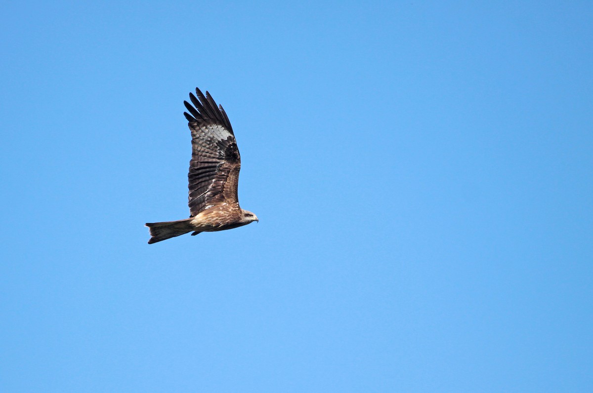 Black Kite - ML397196831