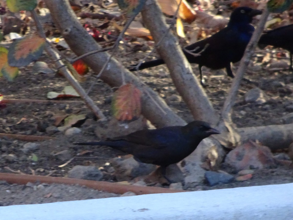 Common Grackle - ML397196861