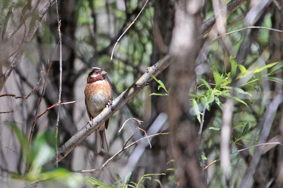 Pine Bunting - ML397197041