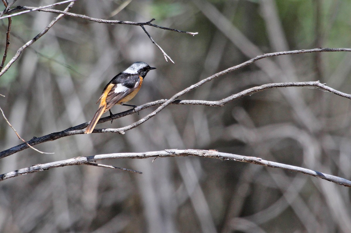 Daurian Redstart - Ricardo Santamaria