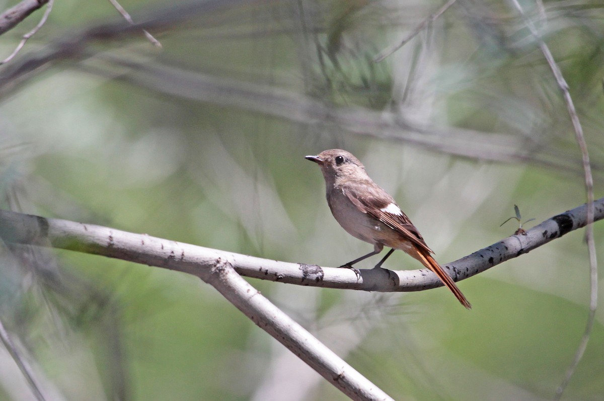 Daurian Redstart - Ricardo Santamaria