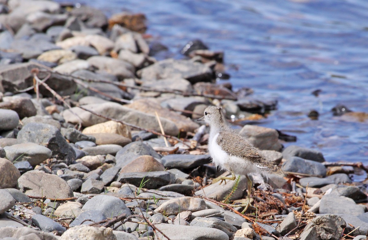 Common Sandpiper - ML397197441