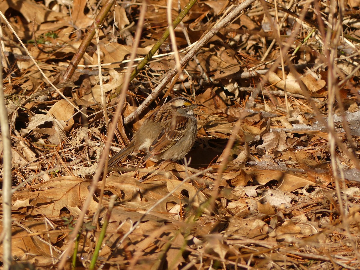 White-throated Sparrow - ML397197771