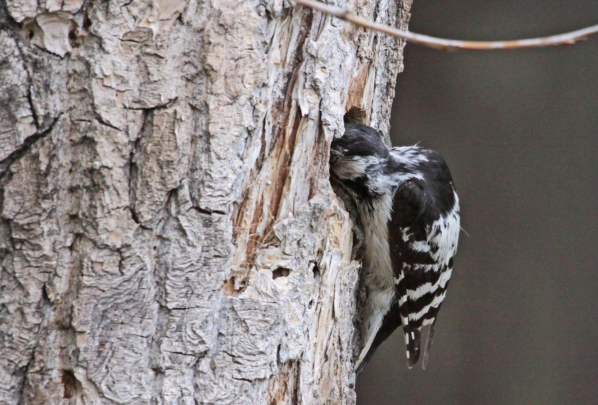 Lesser Spotted Woodpecker - Ricardo Santamaria