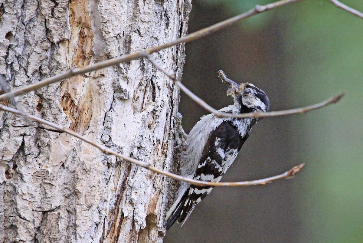 Lesser Spotted Woodpecker - Ricardo Santamaria