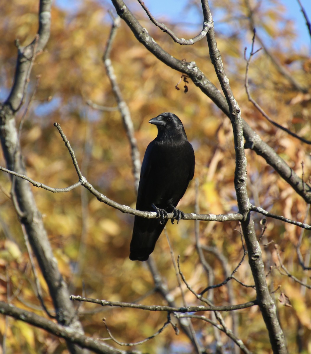 amerikakråke - ML397198111