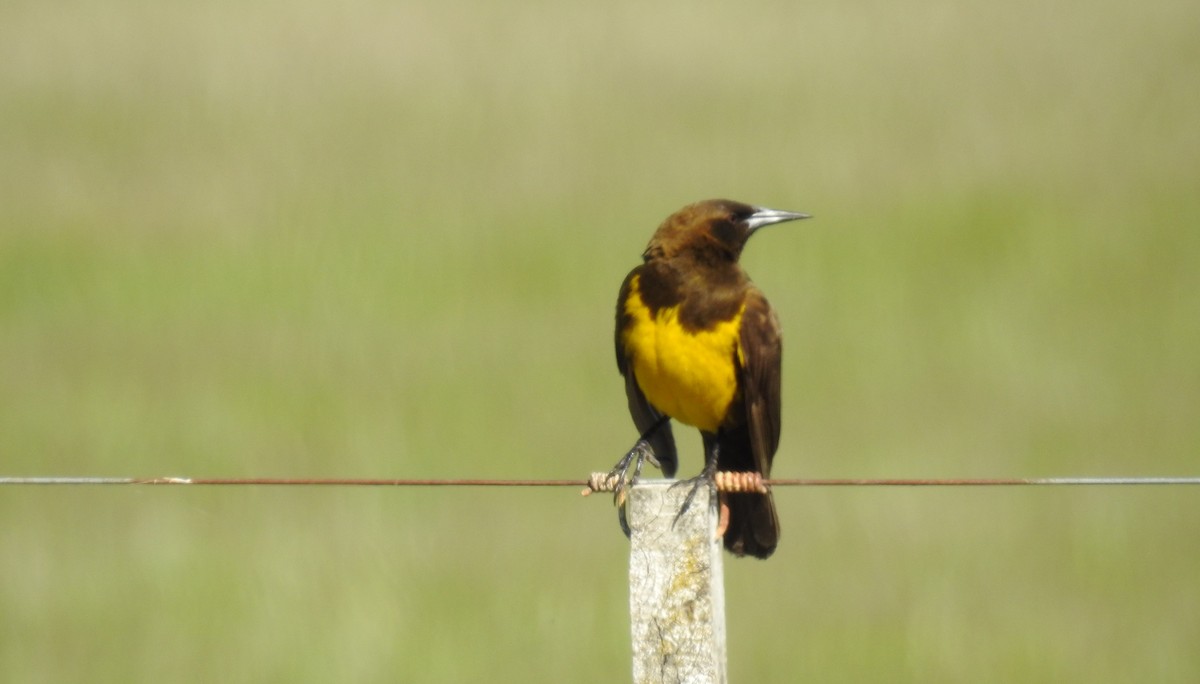 Brown-and-yellow Marshbird - ML39719861
