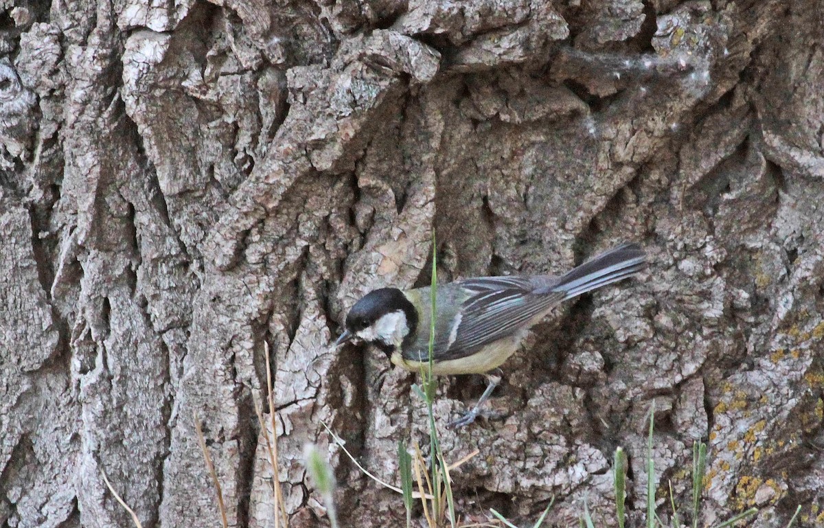 Great Tit - ML397198841