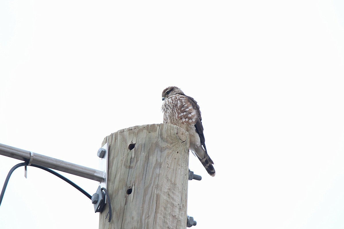 Merlin (richardsonii) - ML397200301