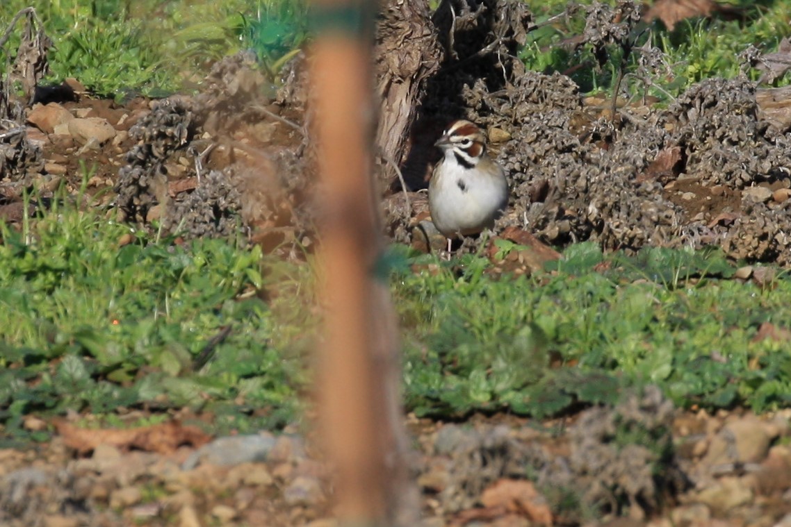 Lark Sparrow - ML397200741