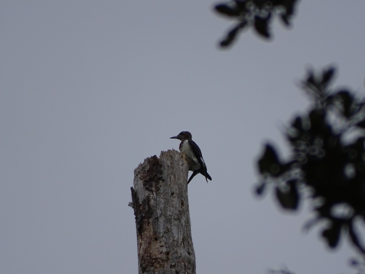 Red-headed Woodpecker - ML397204191