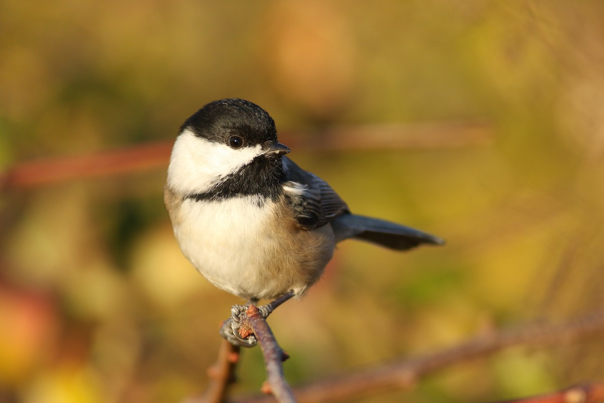 Black-capped Chickadee - ML39720501