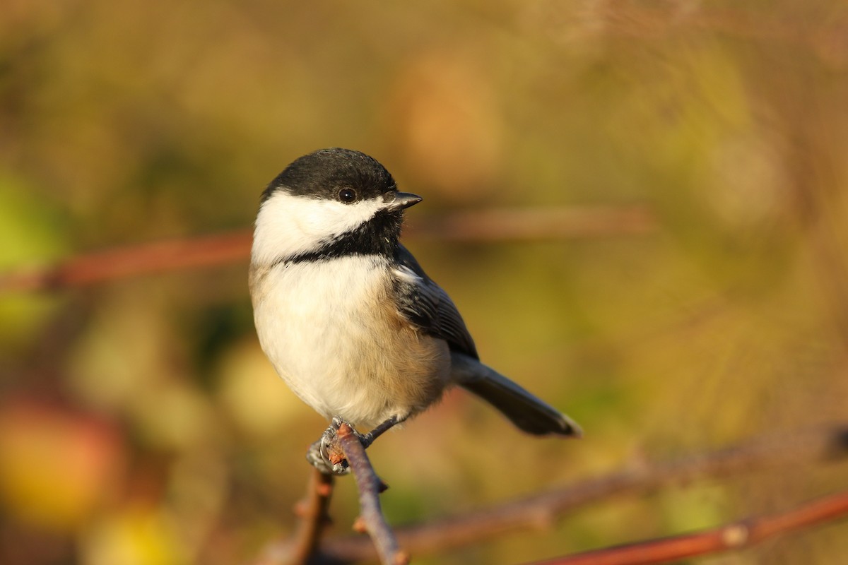 Black-capped Chickadee - ML39720511