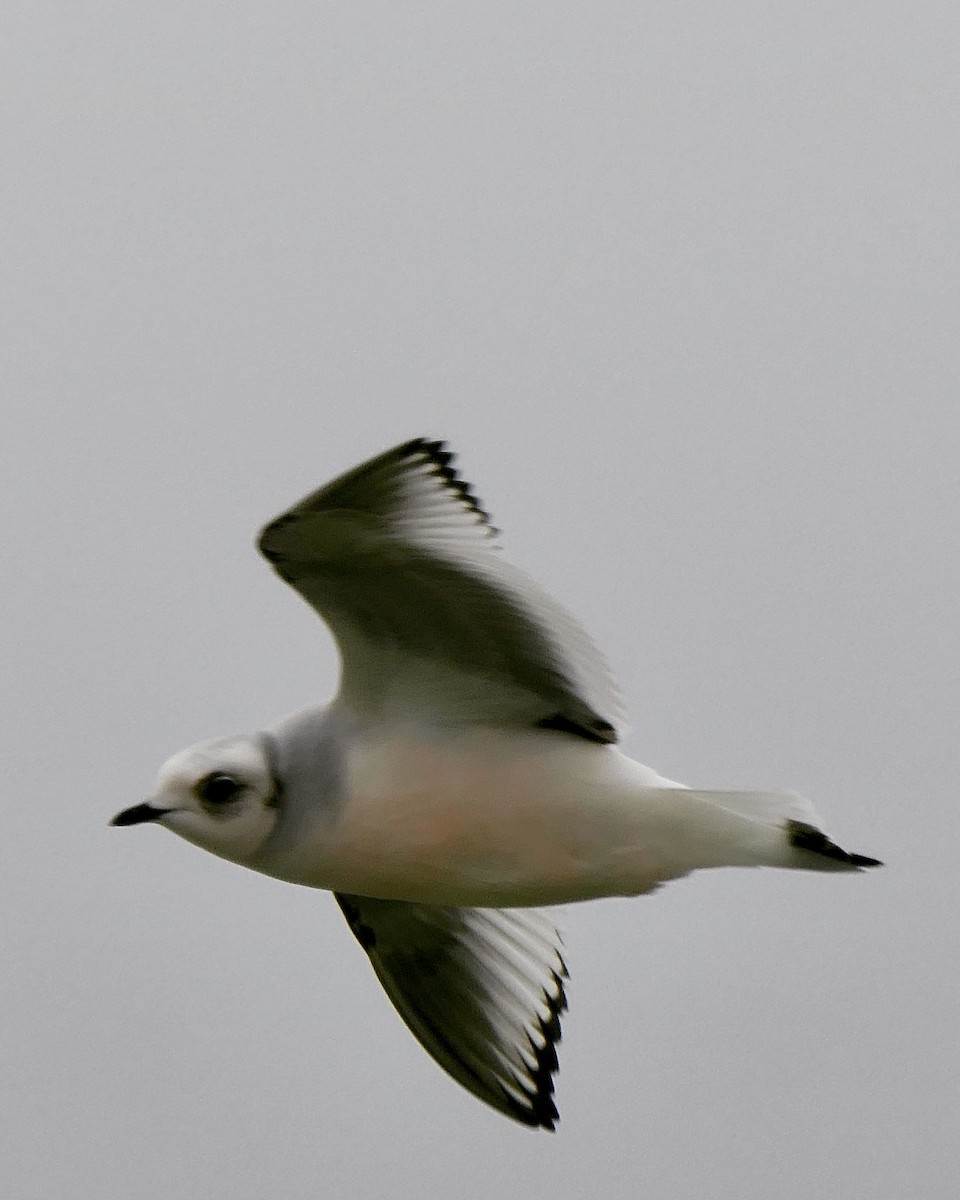 Ross's Gull - ML397206321