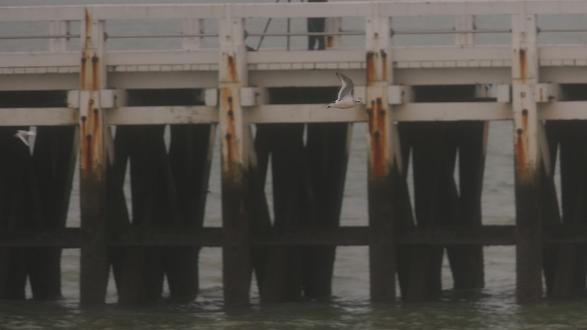 Ross's Gull - ML397206451