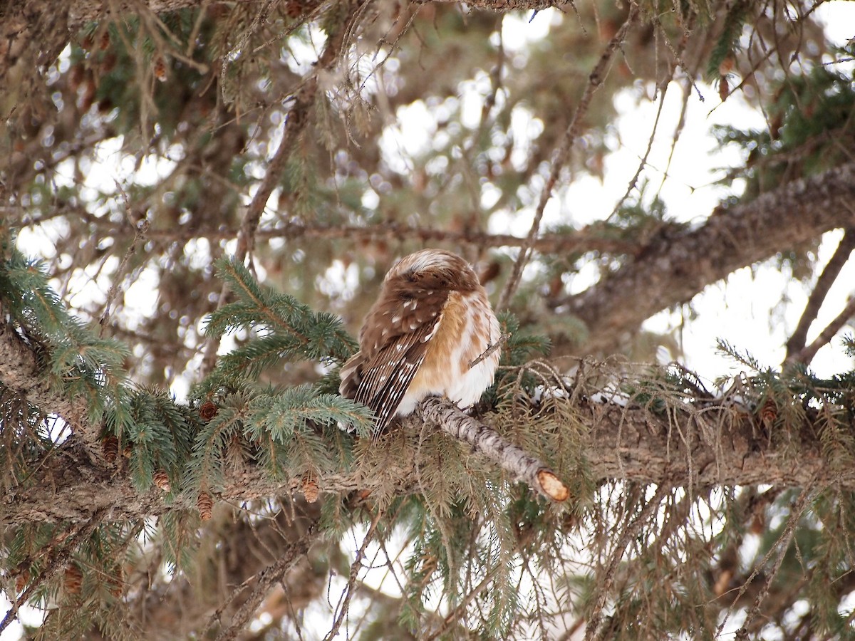 Northern Saw-whet Owl - ML397208641