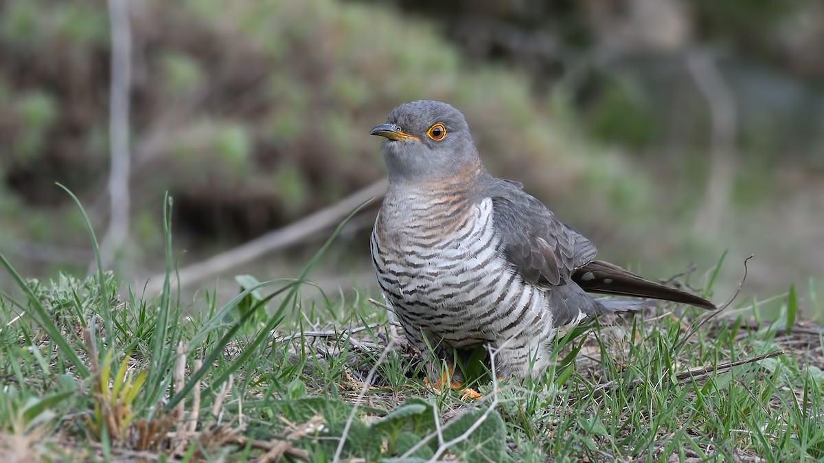 Common Cuckoo - Kuzey Cem Kulaçoğlu