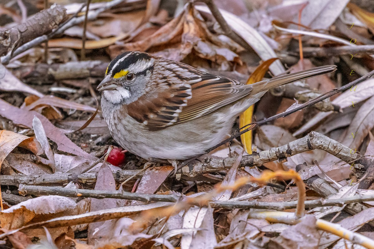 White-throated Sparrow - Lucie Gendron