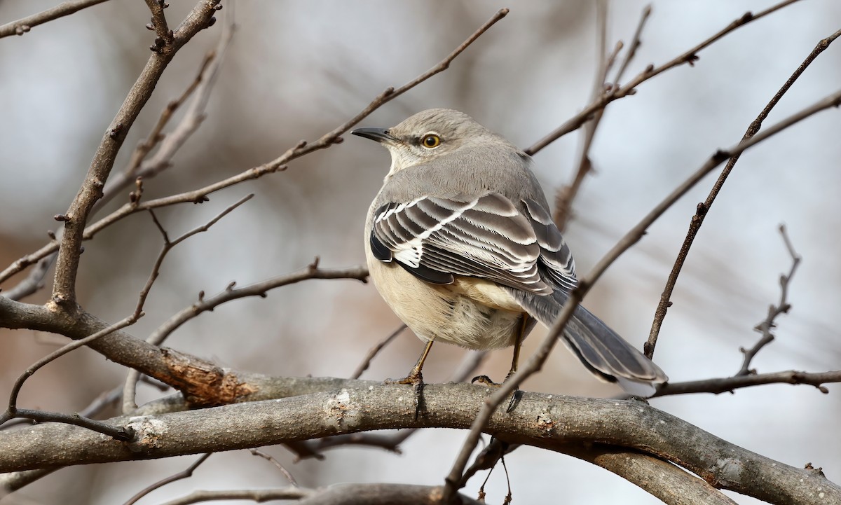 Northern Mockingbird - ML397210721