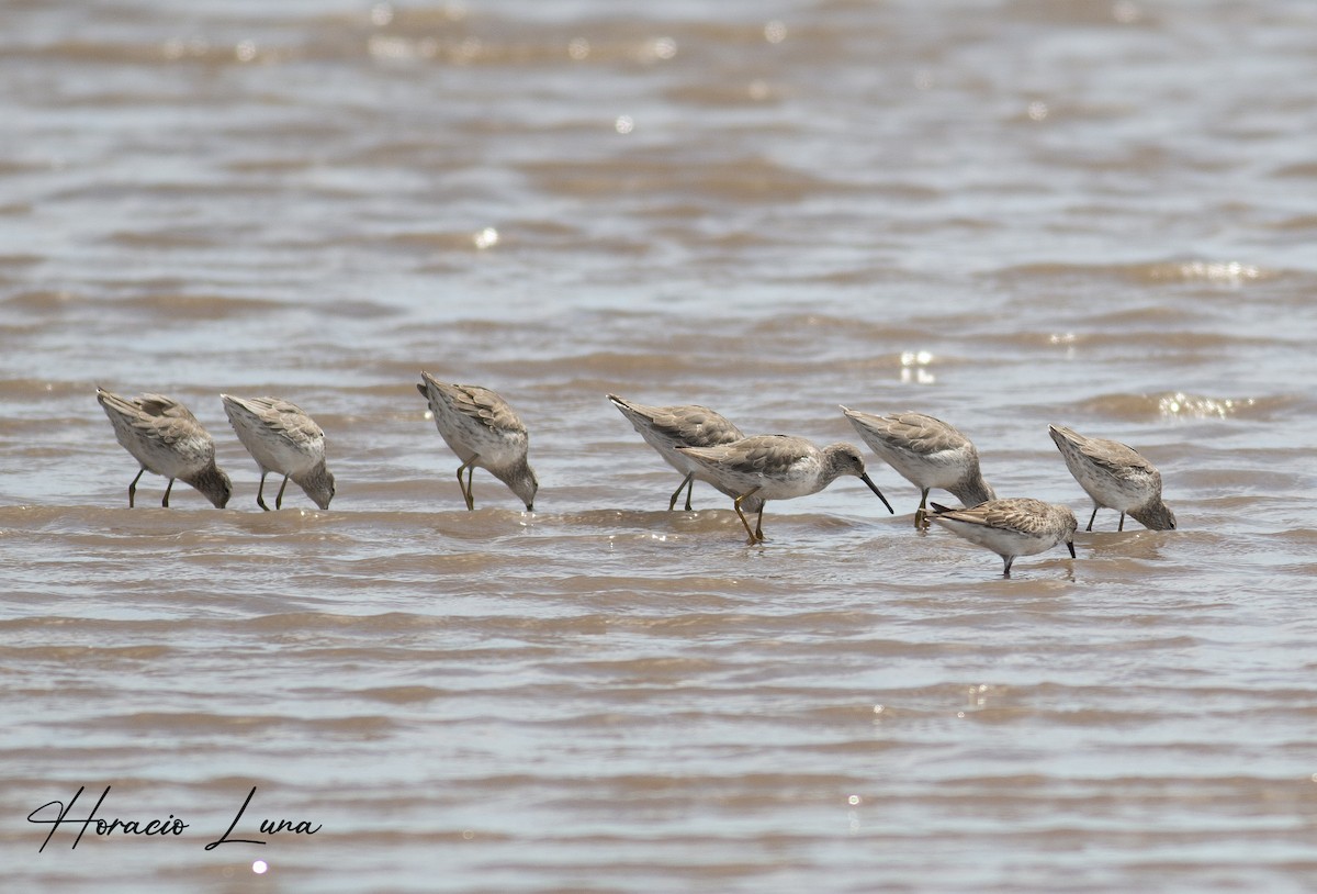 Stilt Sandpiper - ML397211891