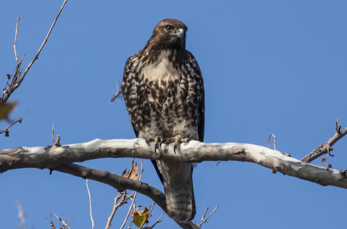 Red-tailed Hawk - John Scharpen