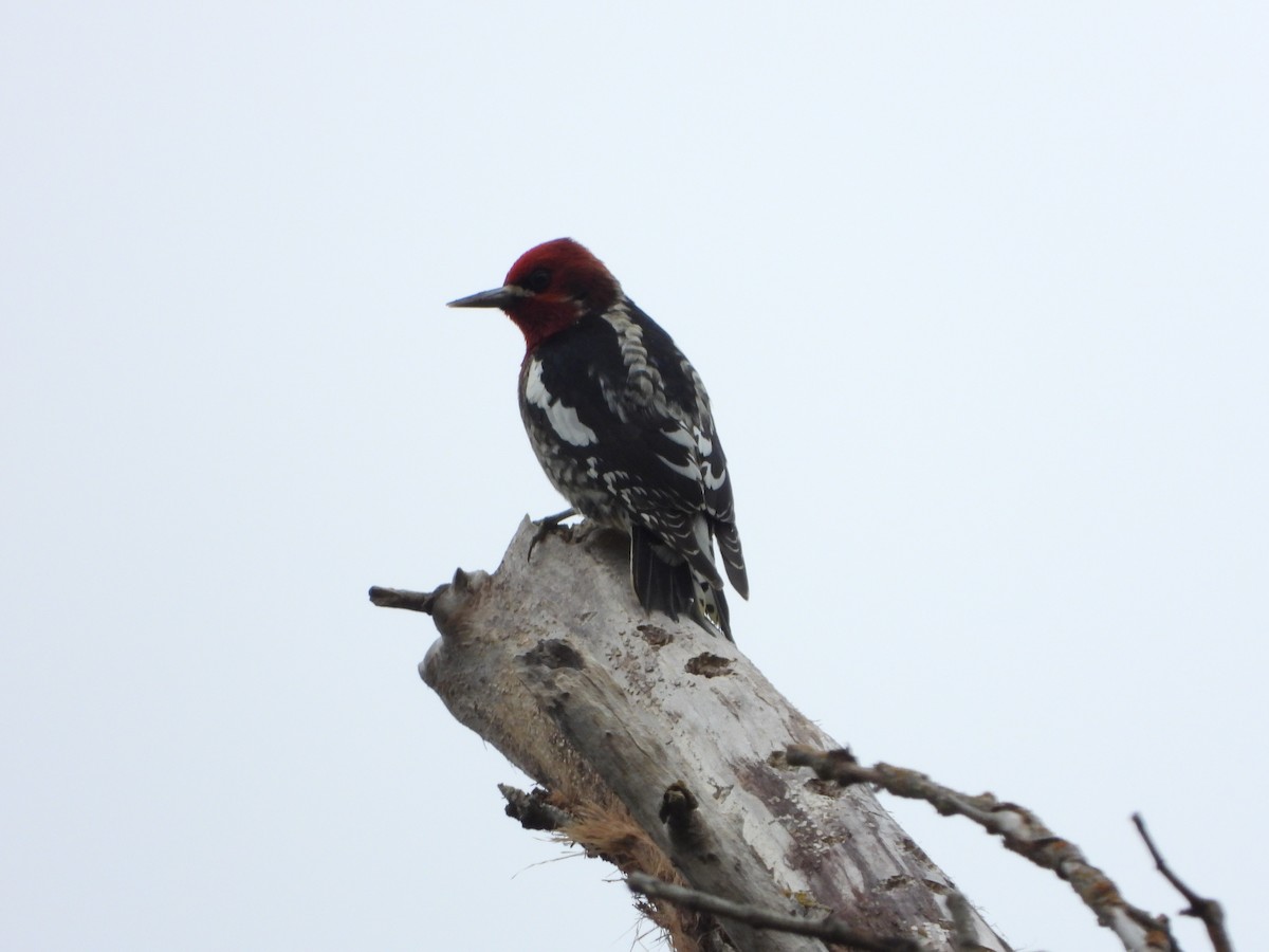 Red-breasted Sapsucker - ML397213111