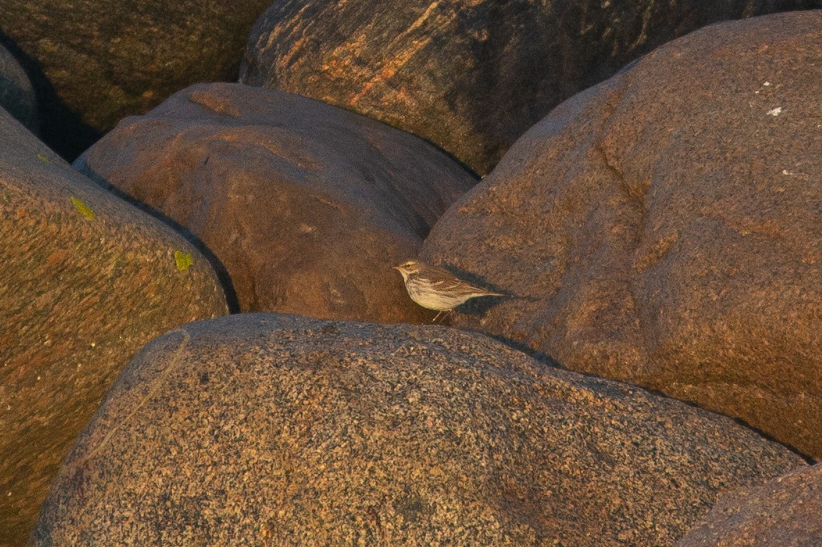 Water Pipit (Western) - ML397213571