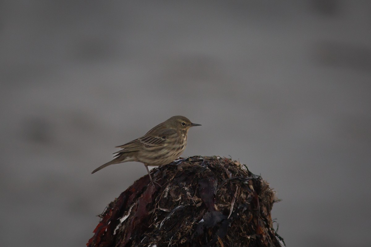 Rock Pipit - ML397213641