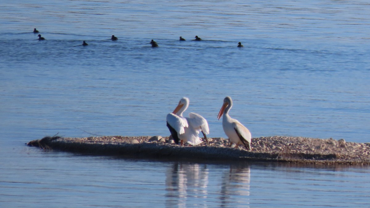 American White Pelican - ML397214371