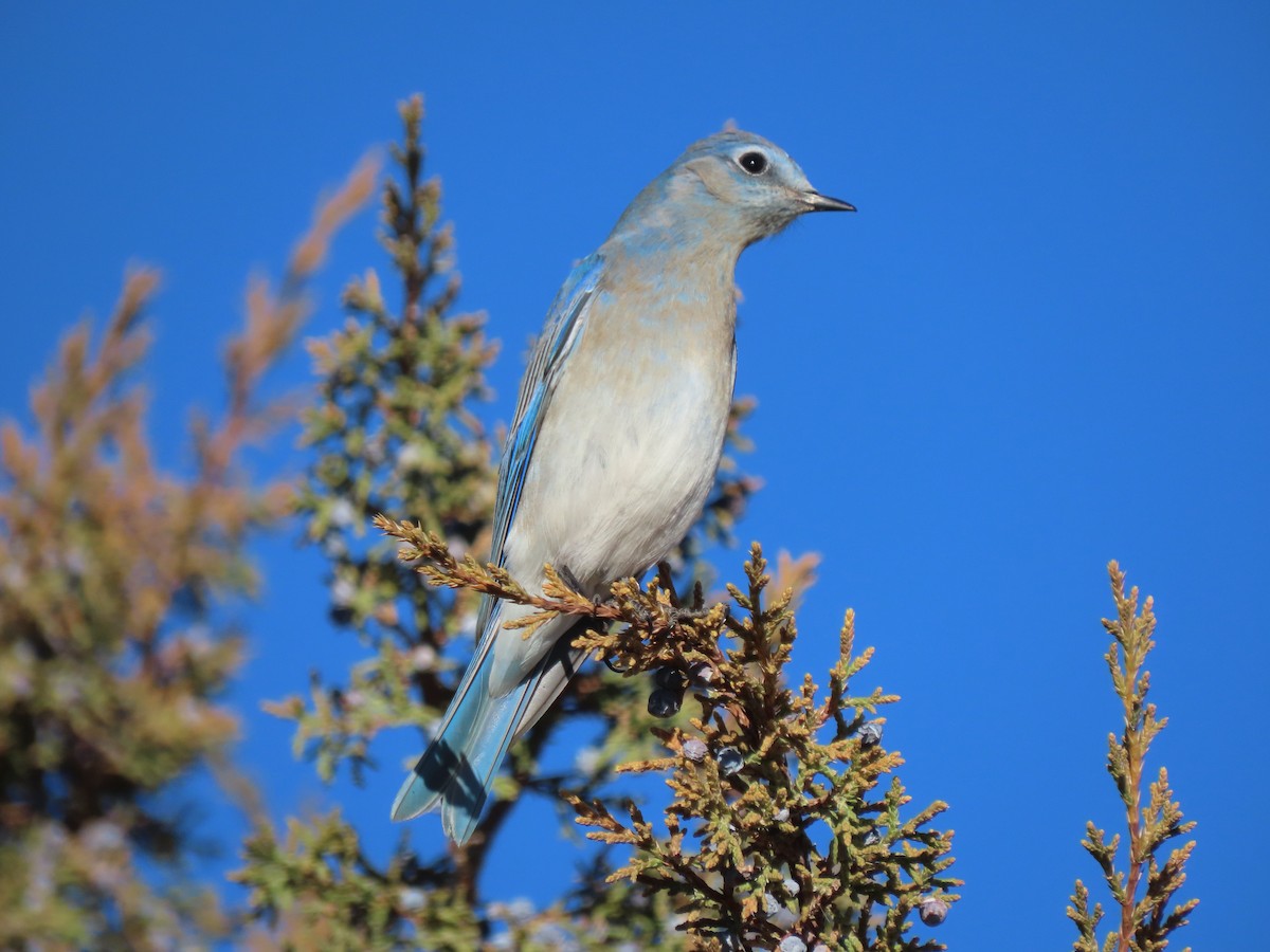 Mountain Bluebird - ML397214601