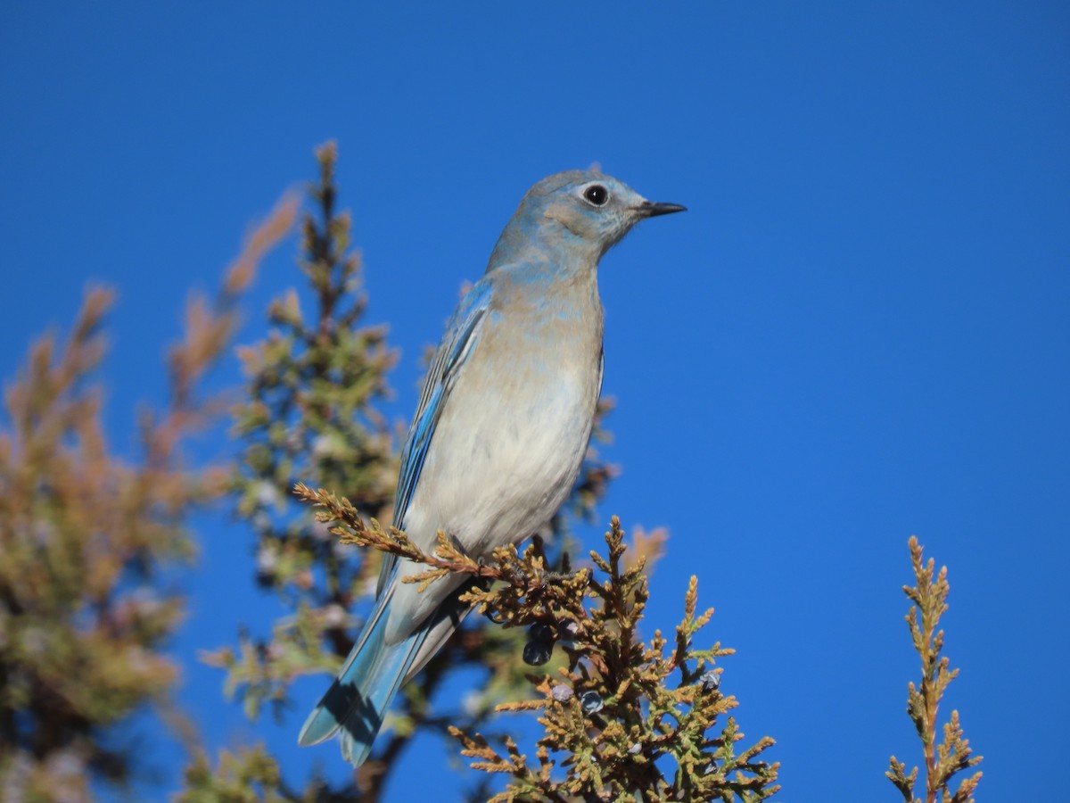 Mountain Bluebird - ML397214631