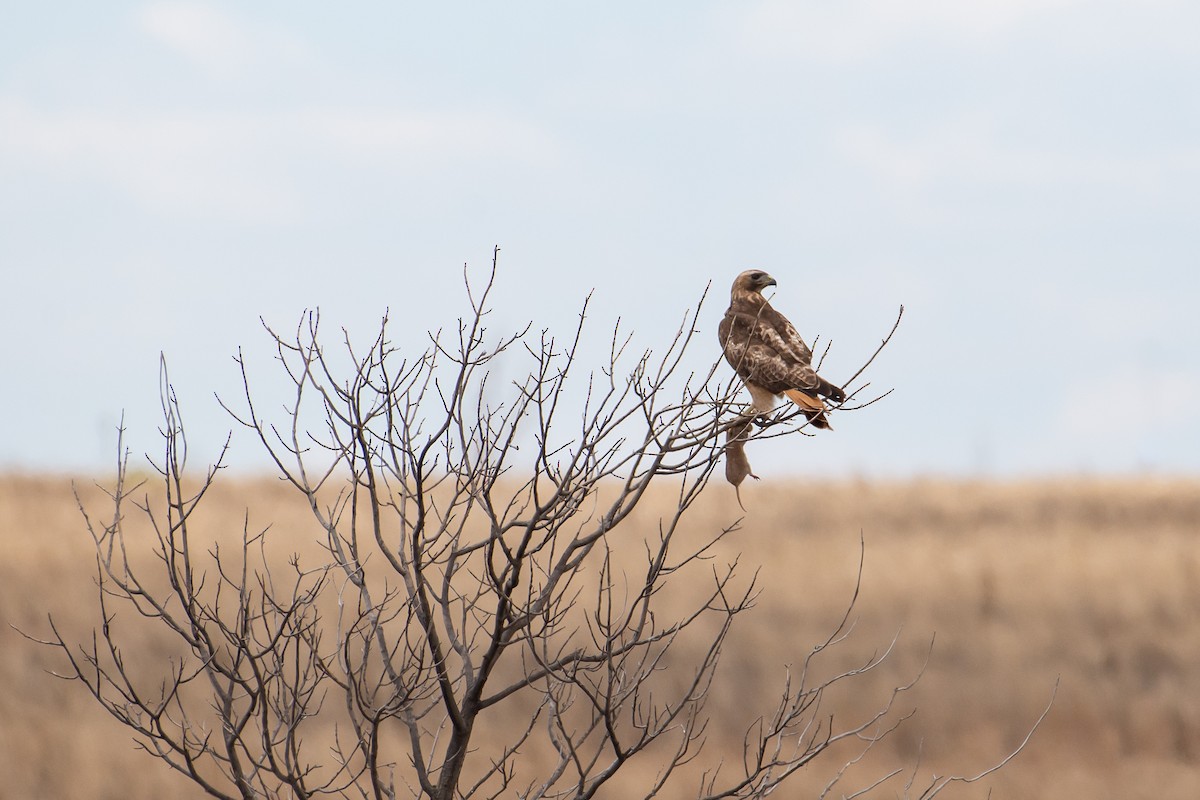 Rotschwanzbussard - ML397216071