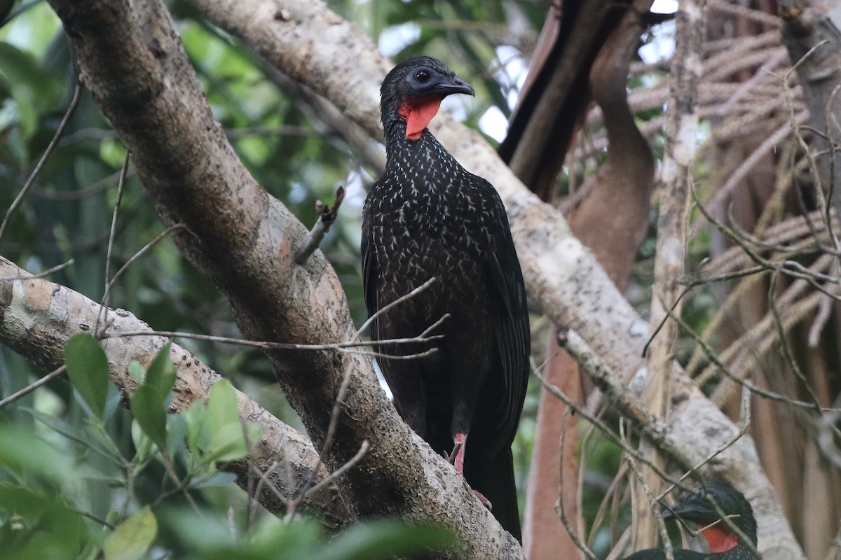 Spix's Guan - Lisa Carol Wolf