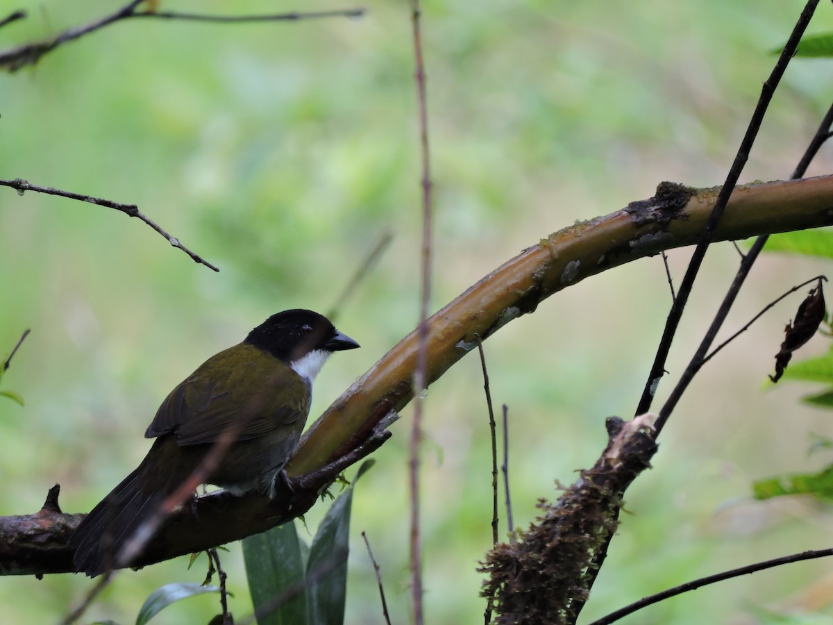 Black-headed Brushfinch - Edwin Munera