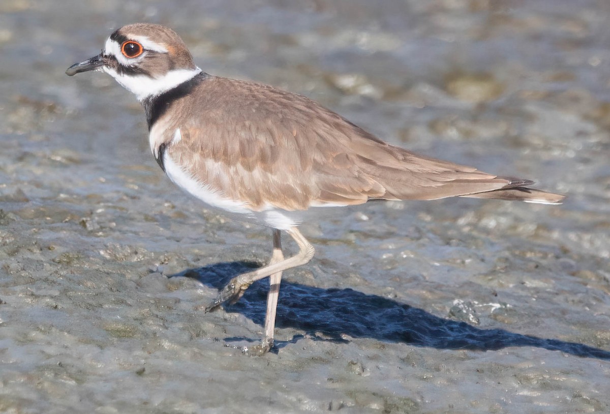 Killdeer - ML397218311