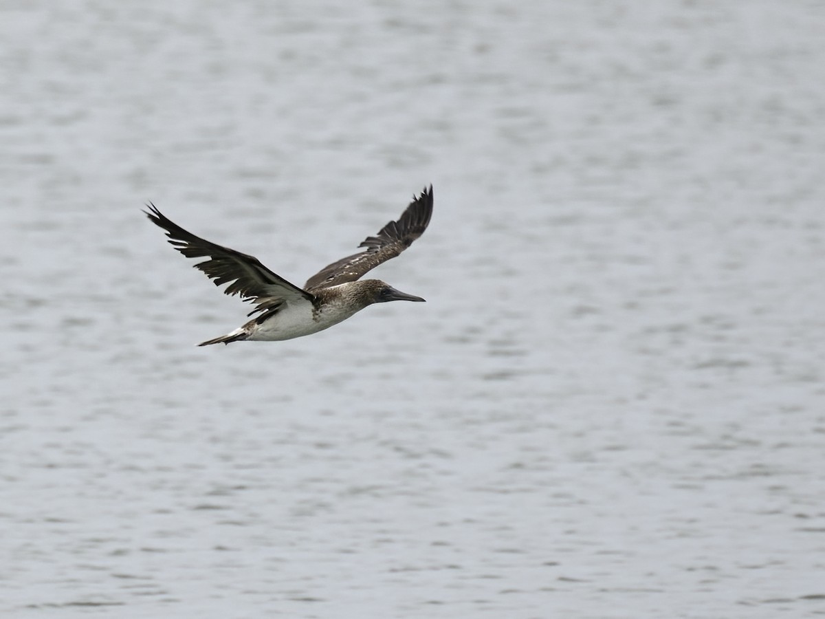 Blue-footed Booby - ML397219061