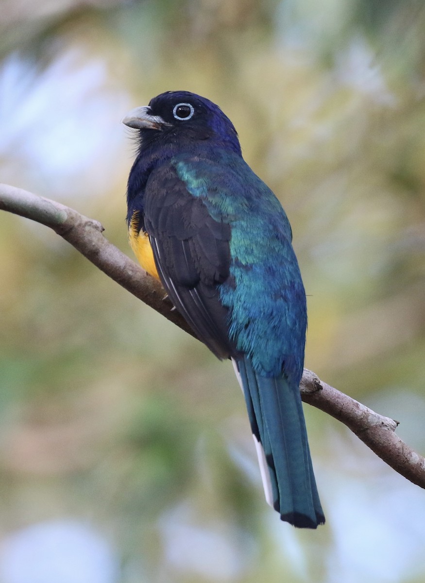 Green-backed Trogon - Lisa Carol Wolf