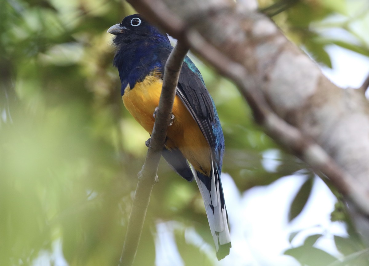 Green-backed Trogon - Lisa Carol Wolf