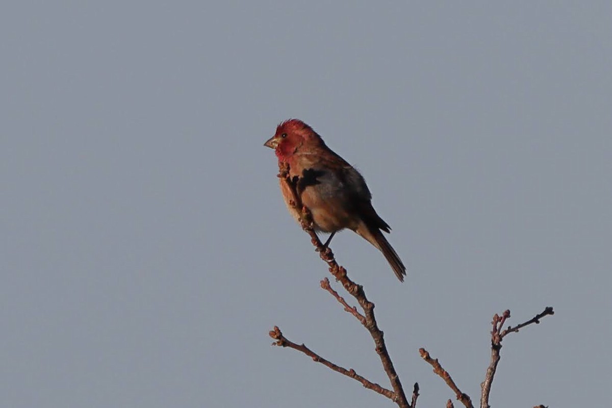 Purple Finch - Keith Leland