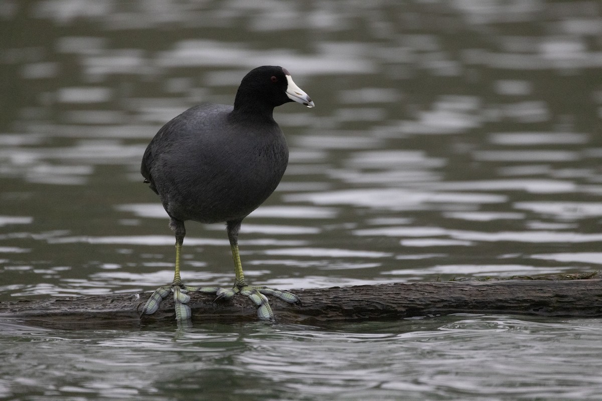 American Coot - ML397221061