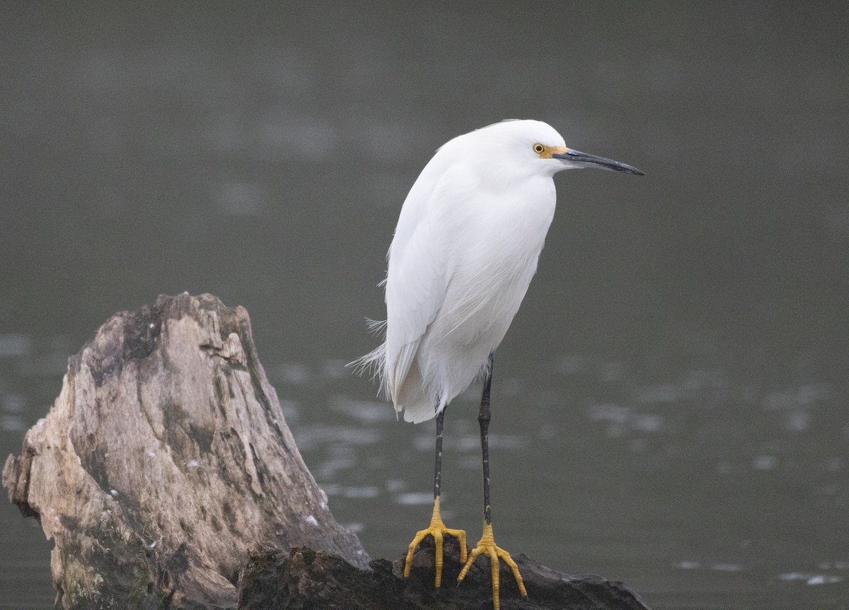 Snowy Egret - ML397221081