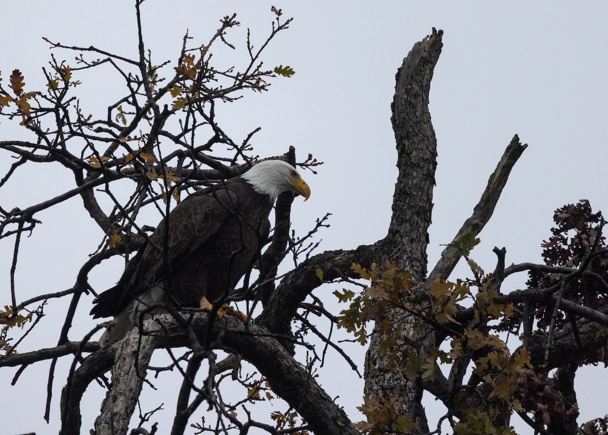 Bald Eagle - ML397221131