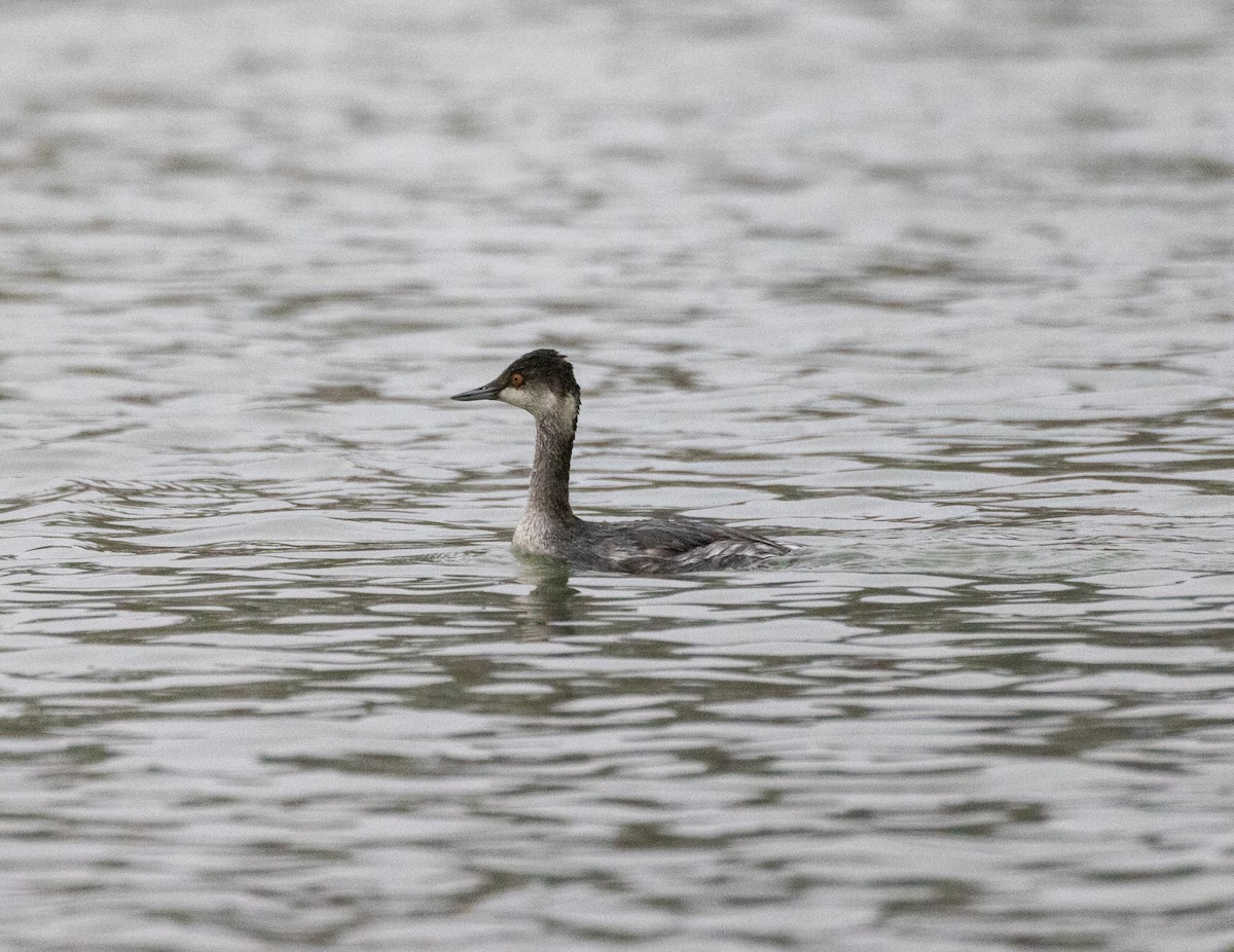 Horned Grebe - ML397221271